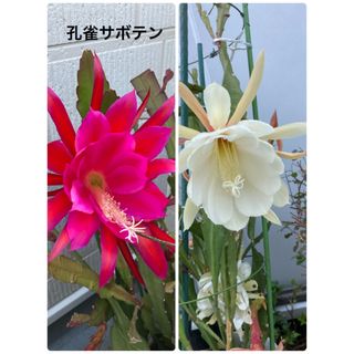 孔雀サボテン　色不明　ピンクか白　抜き苗　(その他)