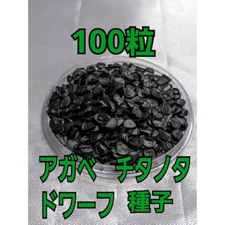 アガベ　チタノタ　ドワーフの種子　100粒(その他)
