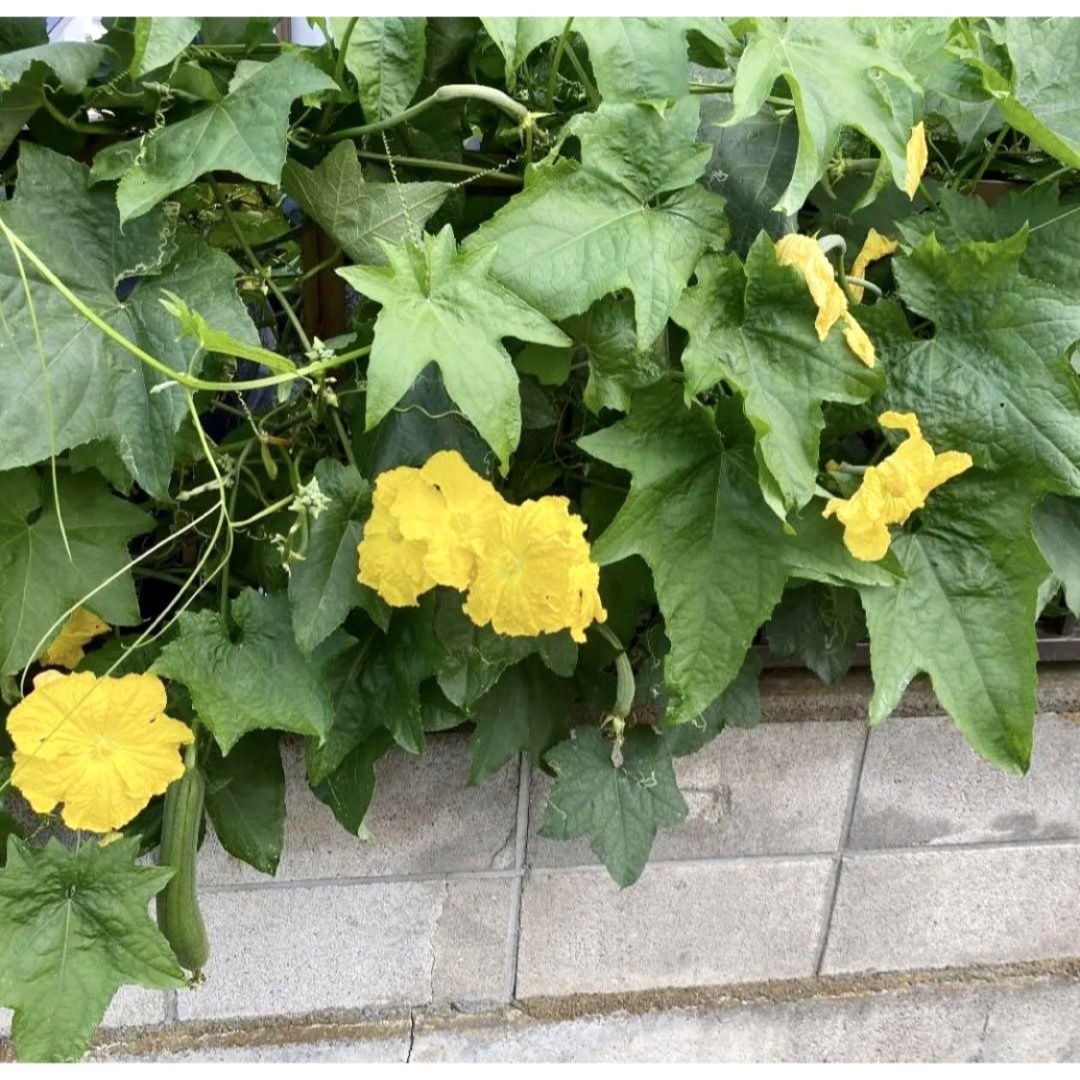 ヘチマの種子35粒 ハンドメイドのフラワー/ガーデン(プランター)の商品写真