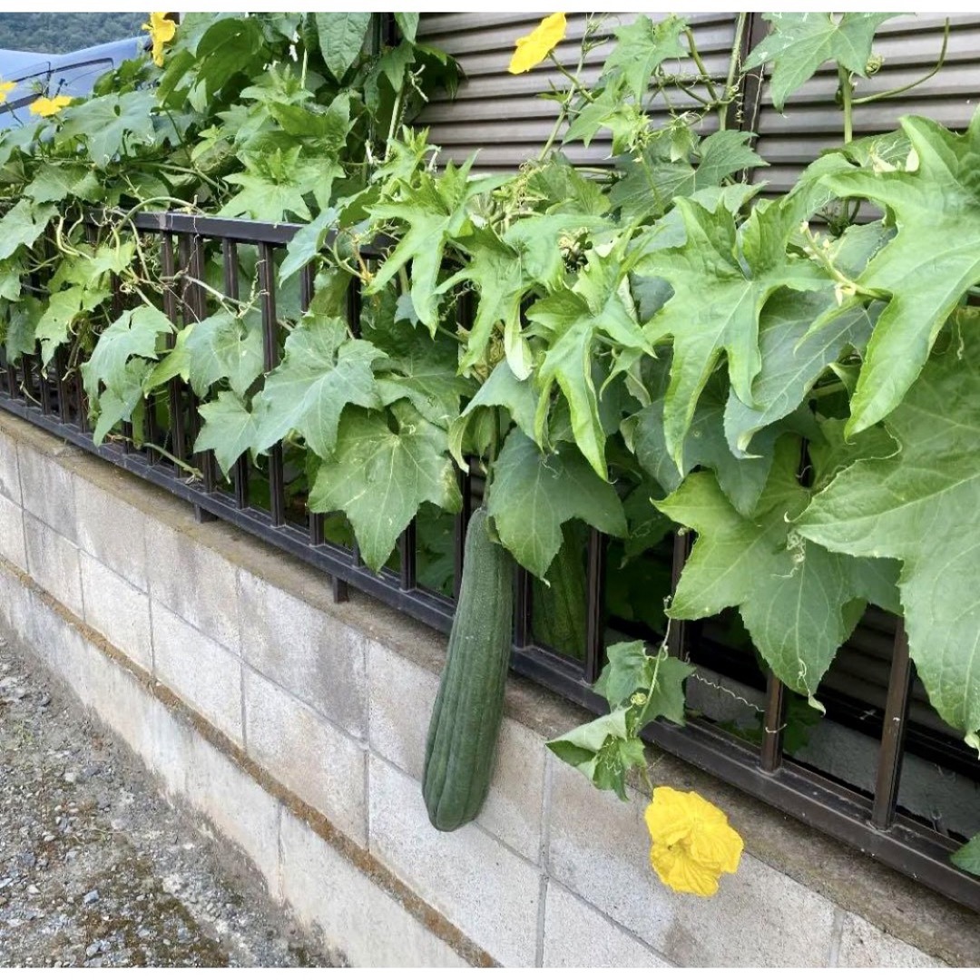 ヘチマの種子35粒 ハンドメイドのフラワー/ガーデン(プランター)の商品写真