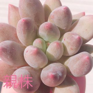 Q 多肉植物　レッドエンジェルフィンガー　葉挿し♡(その他)