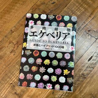 多肉植物エケベリア(趣味/スポーツ/実用)