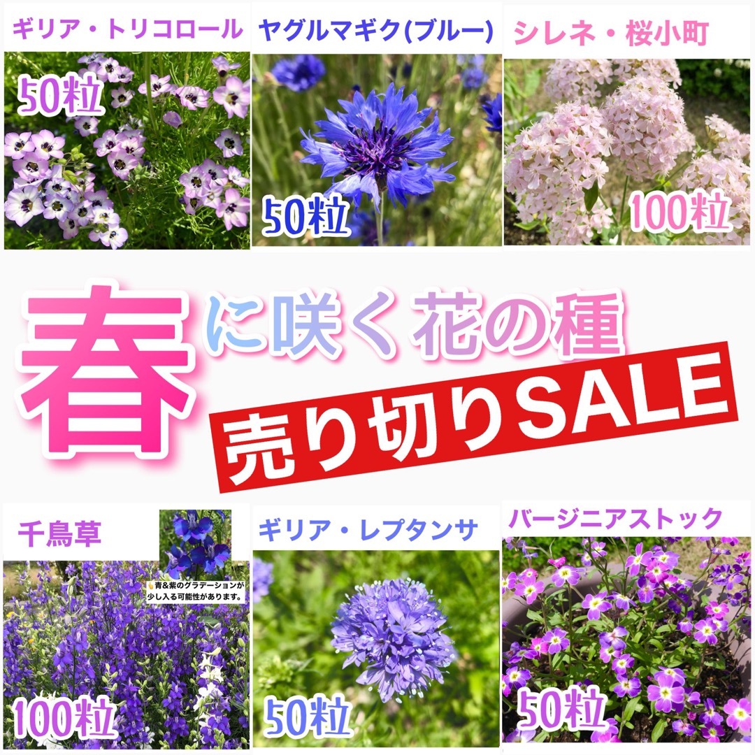 春に咲く秋蒔きの花の種  売り切りSALE⑰ ハンドメイドのフラワー/ガーデン(その他)の商品写真