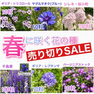 春に咲く秋蒔きの花の種  売り切りSALE⑰(その他)