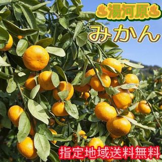 湯河原みかん 5kg🍊ご家庭用 訳あり 不選別 ゆがわらみかん 5キロ(フルーツ)