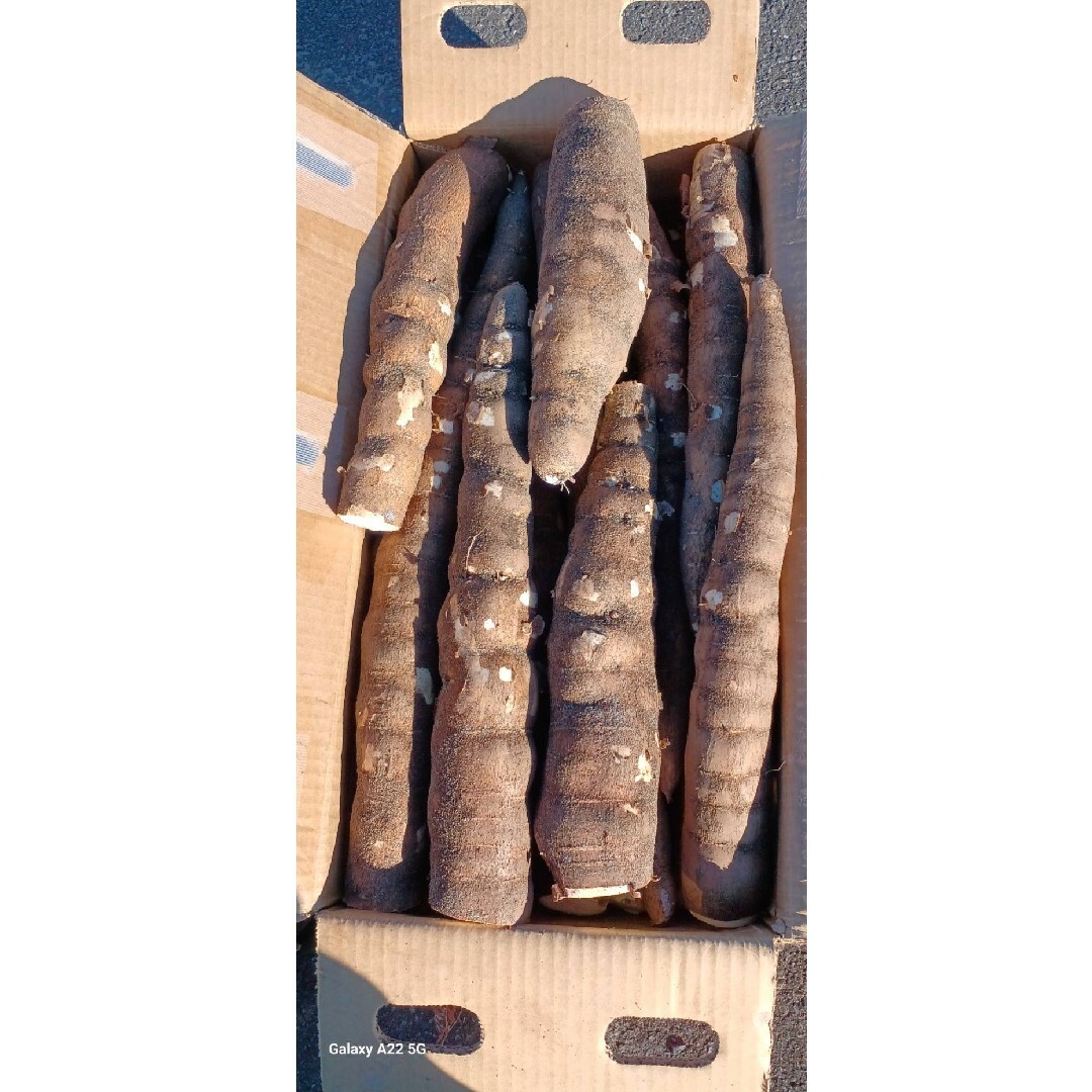 キャッサバ 5kg A級品