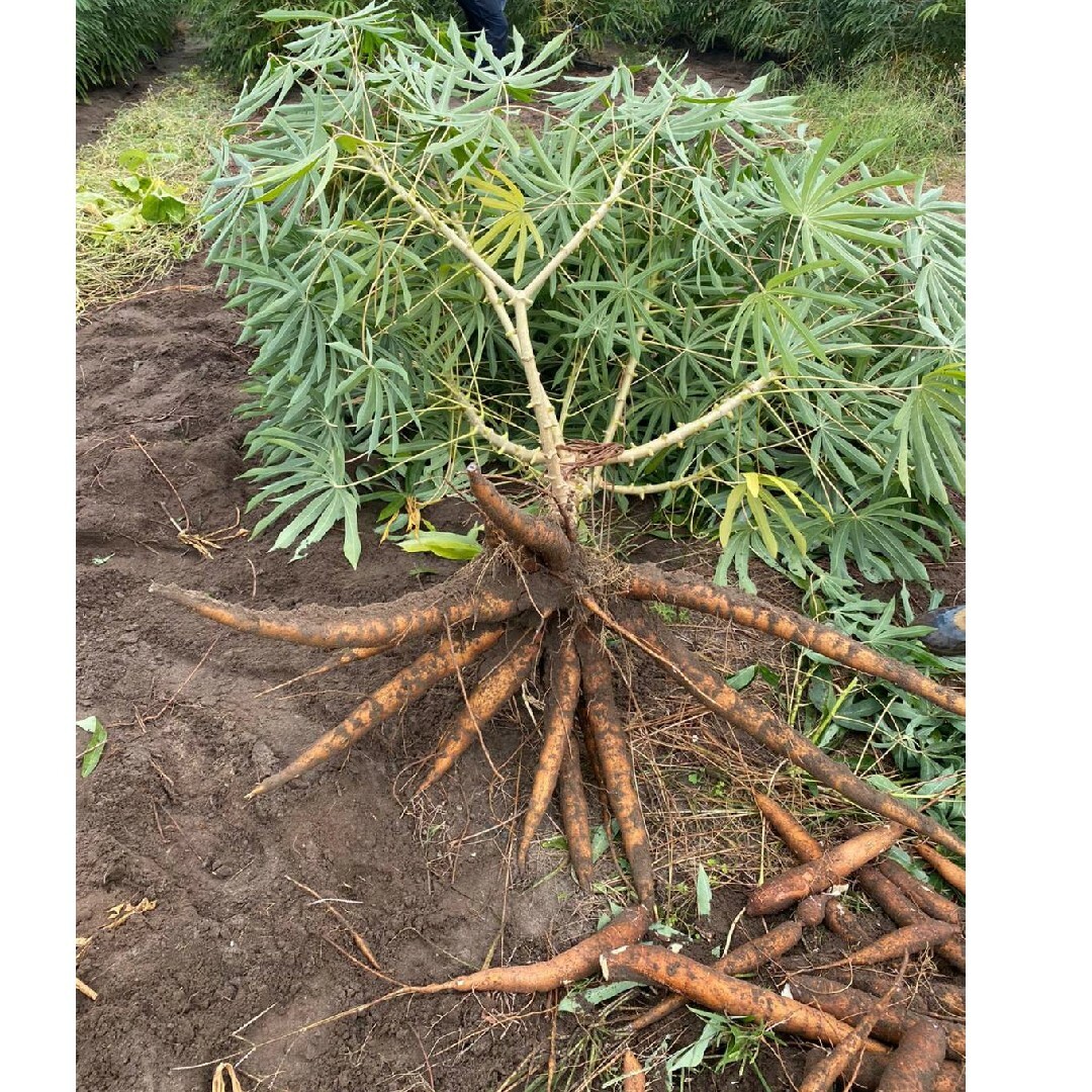 静岡県産　黄色甘味種キャッサバ芋２０ｋｇcassava