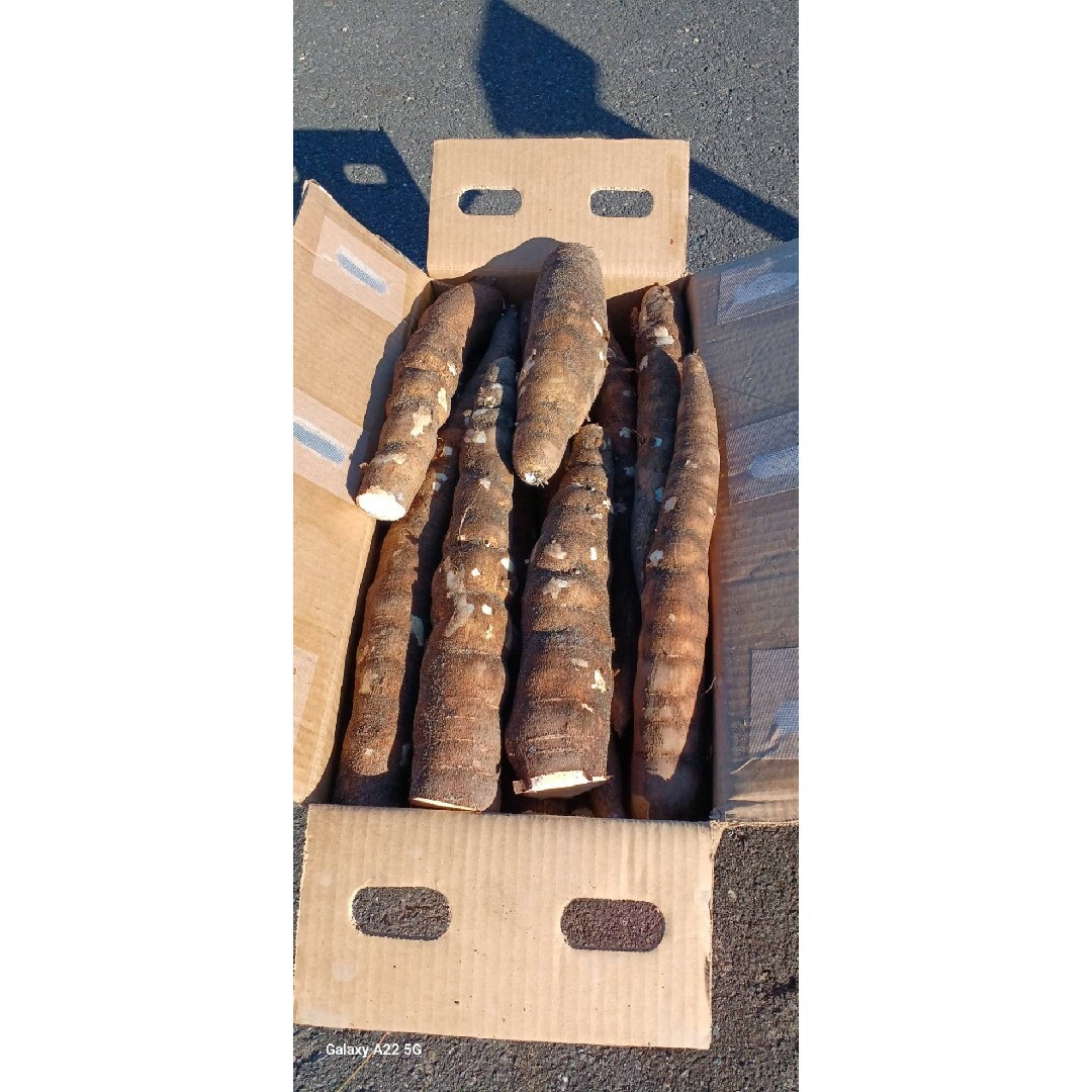 キャッサバ 5kg A級品