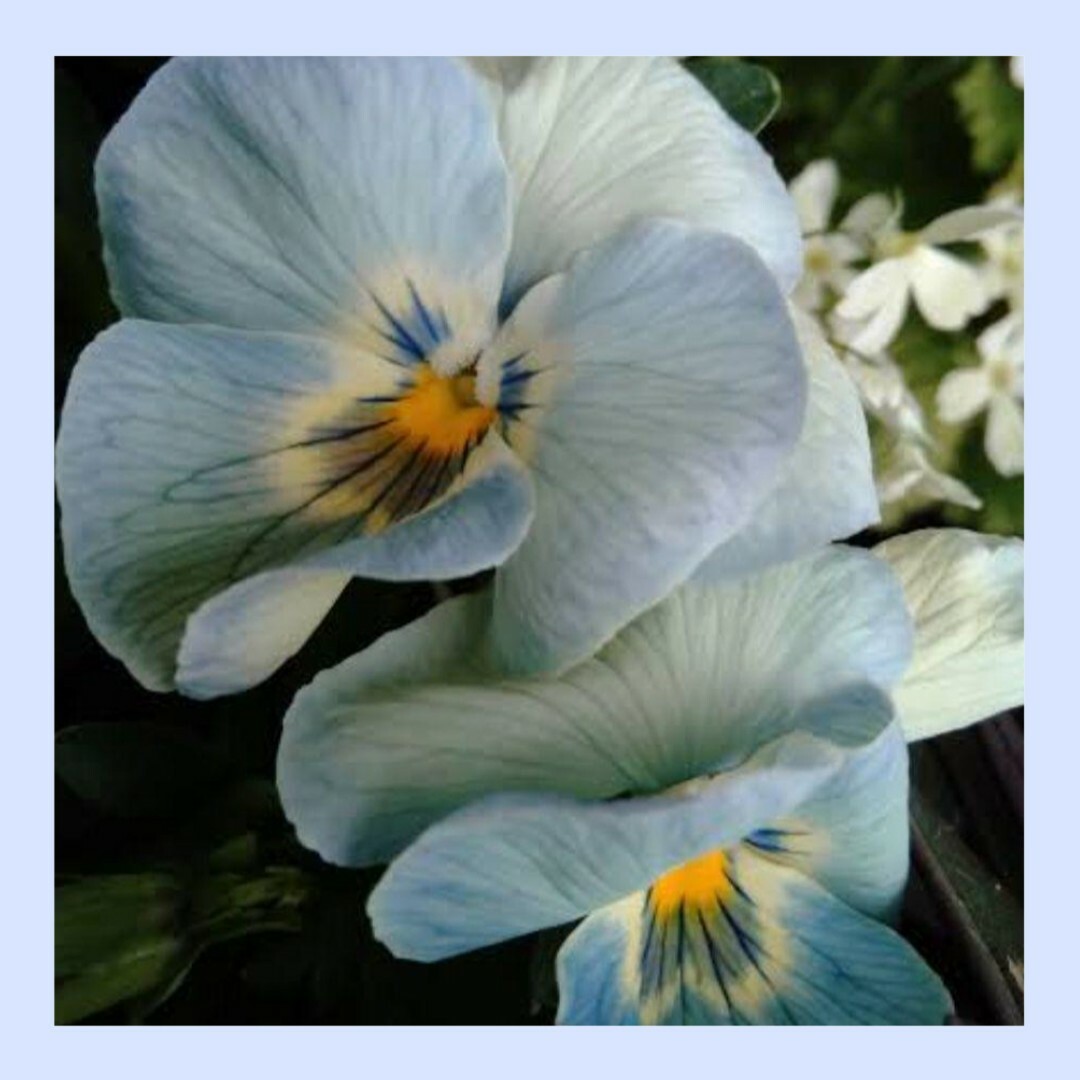 10粒　透明感のあるカラー　フリルパンジー✦クリスタルマーメイド✦花の種 ハンドメイドのフラワー/ガーデン(その他)の商品写真