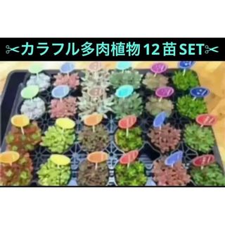 即購入OK❗️✂︎大人気の多肉植物12苗SET✂︎ +オマケ付き^ ^(その他)