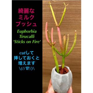 ⚠️紅葉するミルクブッシュ✳️スティックオンファイヤー♦︎しっかり根付き♦︎(その他)