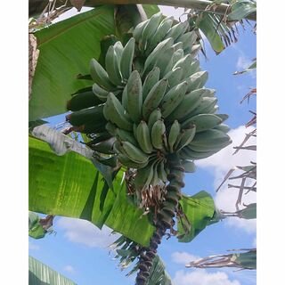 沖縄本島産 魅惑の南洋バナナ　アイスクリームバナナの株分苗(フルーツ)