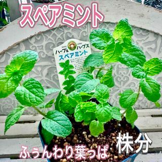 スペアミント　苗　株分け　しっかり茎　丈夫な苗　無農薬　ハーブ　ミント(その他)