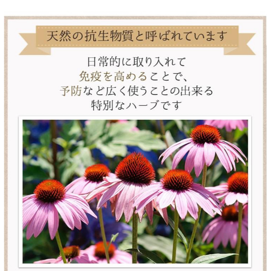 1000円 ぴったり ●エキナセア 100g ■ ハーブティー  食品/飲料/酒の飲料(茶)の商品写真