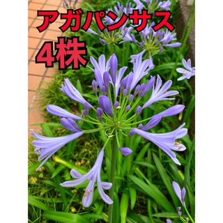 アガパンサス　苗 （球根）4株 花　種子 観葉植物　ガーデニング(その他)