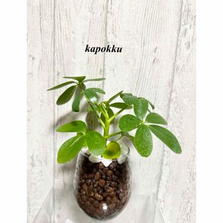 カポック　観葉植物　ハイドロカルチャー(ドライフラワー)