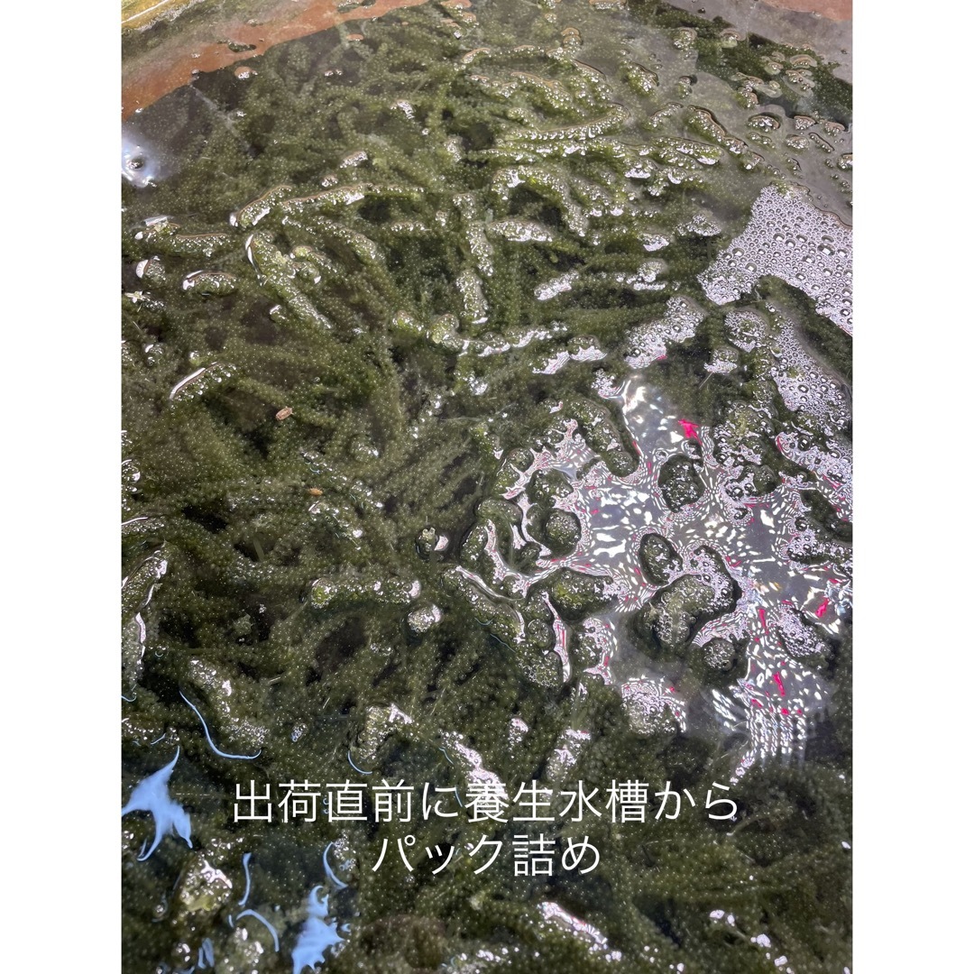 海ぶどう　久米島産　海洋深層水育ち　80グラム×2パック　160グラム 食品/飲料/酒の食品(魚介)の商品写真