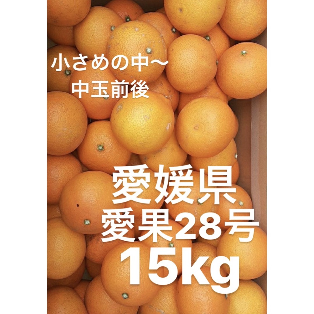 愛媛県産　愛果28号　柑橘　15kg食品