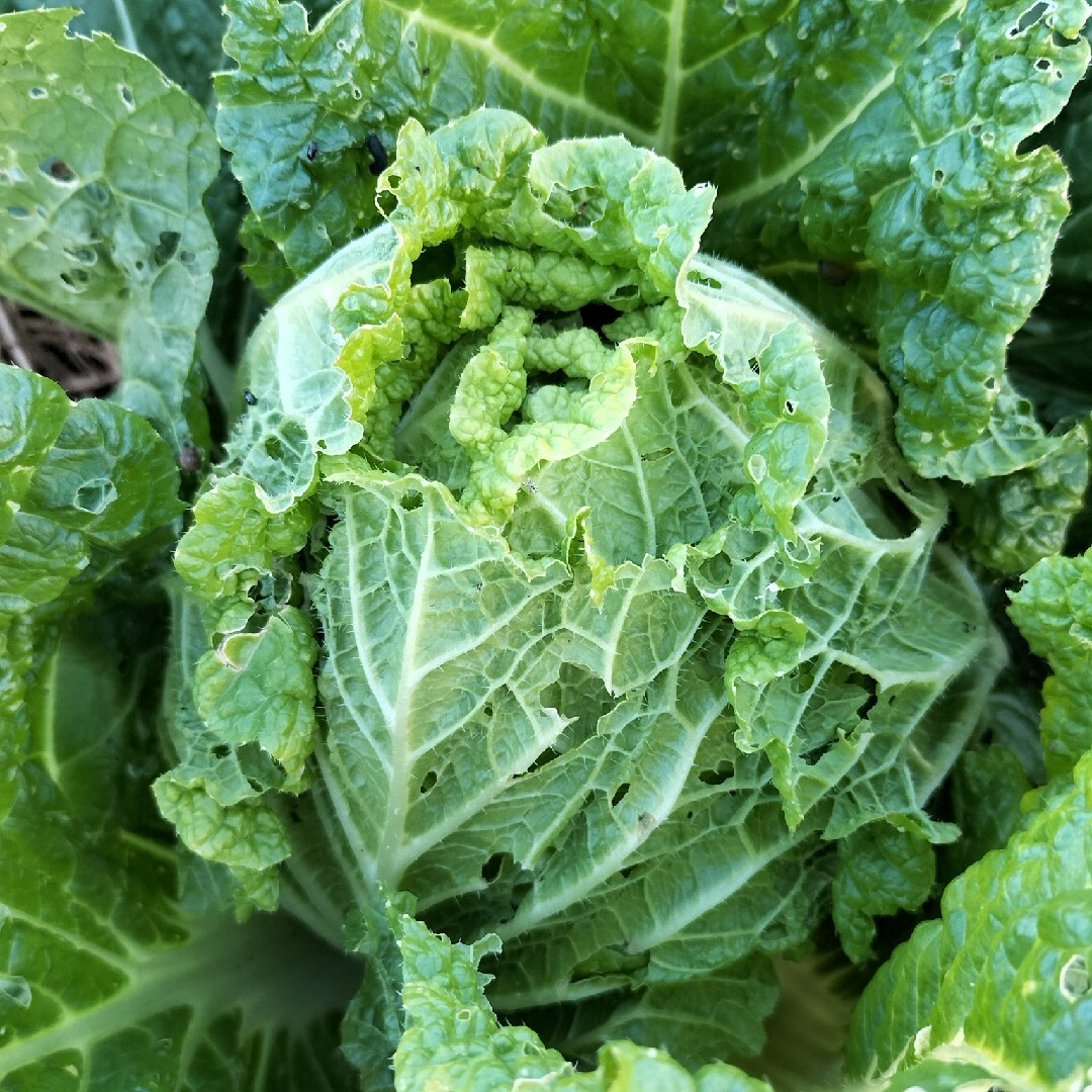 自然農　固定種　在来種　野菜セット 60 食品/飲料/酒の食品(野菜)の商品写真