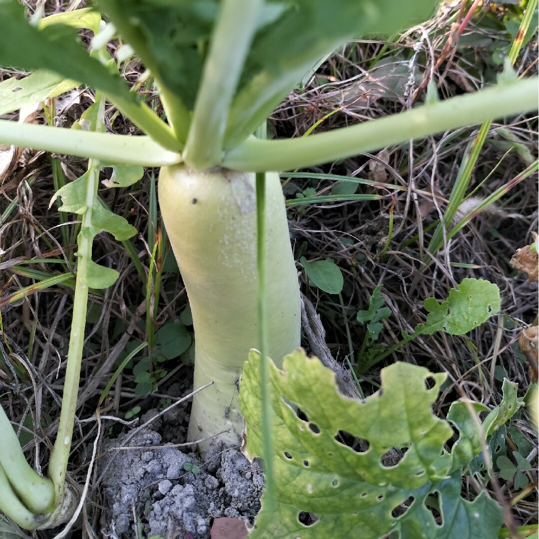 自然農　固定種　在来種　野菜セット 60 食品/飲料/酒の食品(野菜)の商品写真