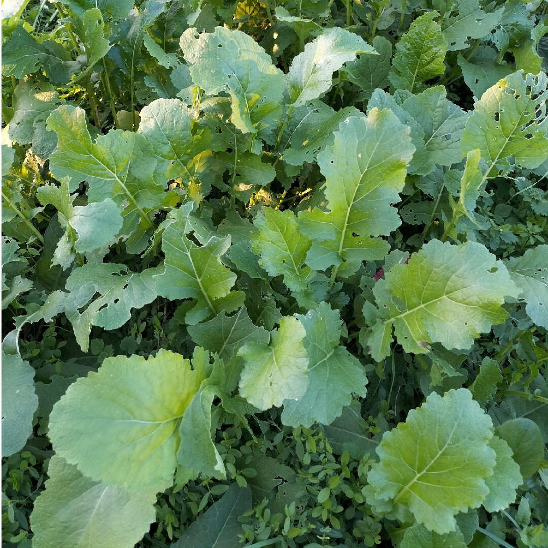 自然農　固定種　在来種　野菜セット 60 食品/飲料/酒の食品(野菜)の商品写真