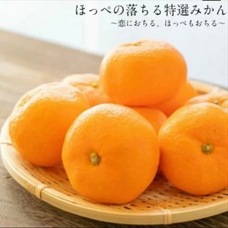 長崎県産伊木力みかん 2S〜3S  5kg 約70個〜90個早生みかん温州みかん(フルーツ)