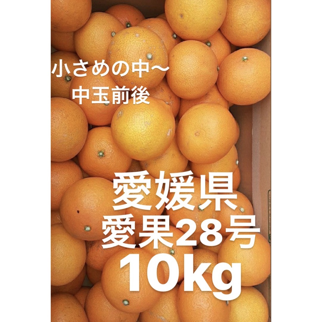 フルーツ愛媛県産　愛果28号　柑橘　10kg