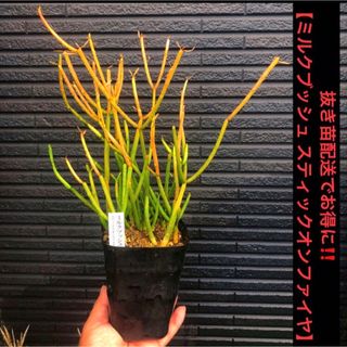 抜き苗配送でお得に‼️ 【ミルクブッシュ スティックオンファイヤ】 (その他)