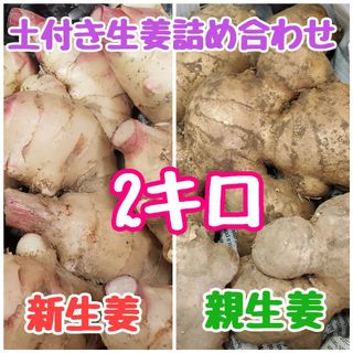 土付き生姜詰め合わせ2キロ(野菜)