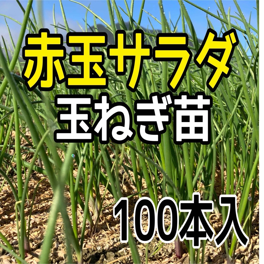 赤たまサラダ❗️玉ねぎ苗‼️サラダに❗️酢漬け最高‼️ 食品/飲料/酒の食品(野菜)の商品写真