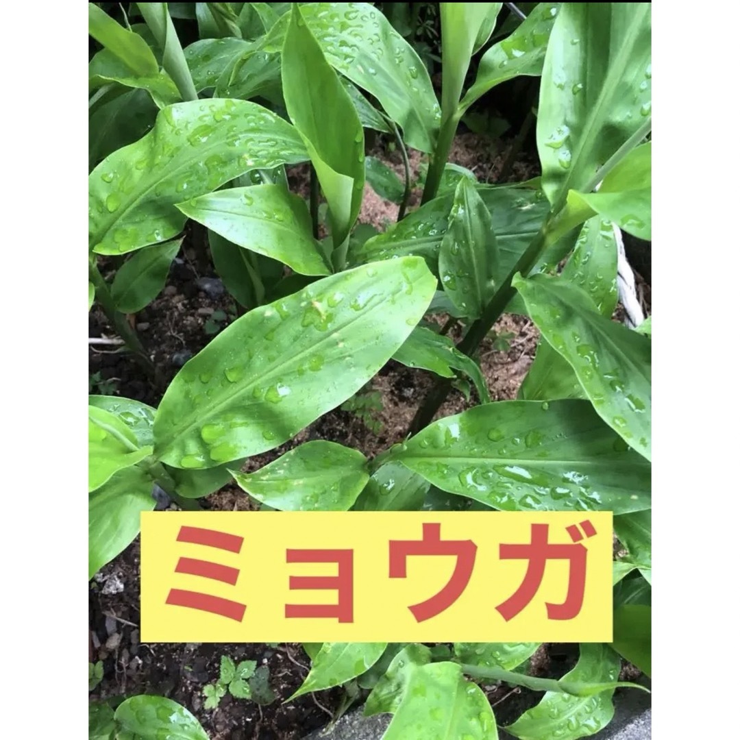 ミョウガ　地下茎　農薬不使用　 ハンドメイドのフラワー/ガーデン(プランター)の商品写真