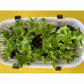 サカタノタネ(サカタのタネ)のフリルレタス　苗　10本(野菜)