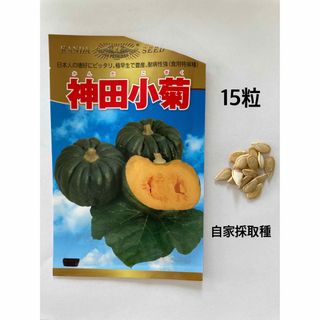 日本かぼちゃの種　固定種神田小菊15粒　自家採取種　家庭菜園用(野菜)