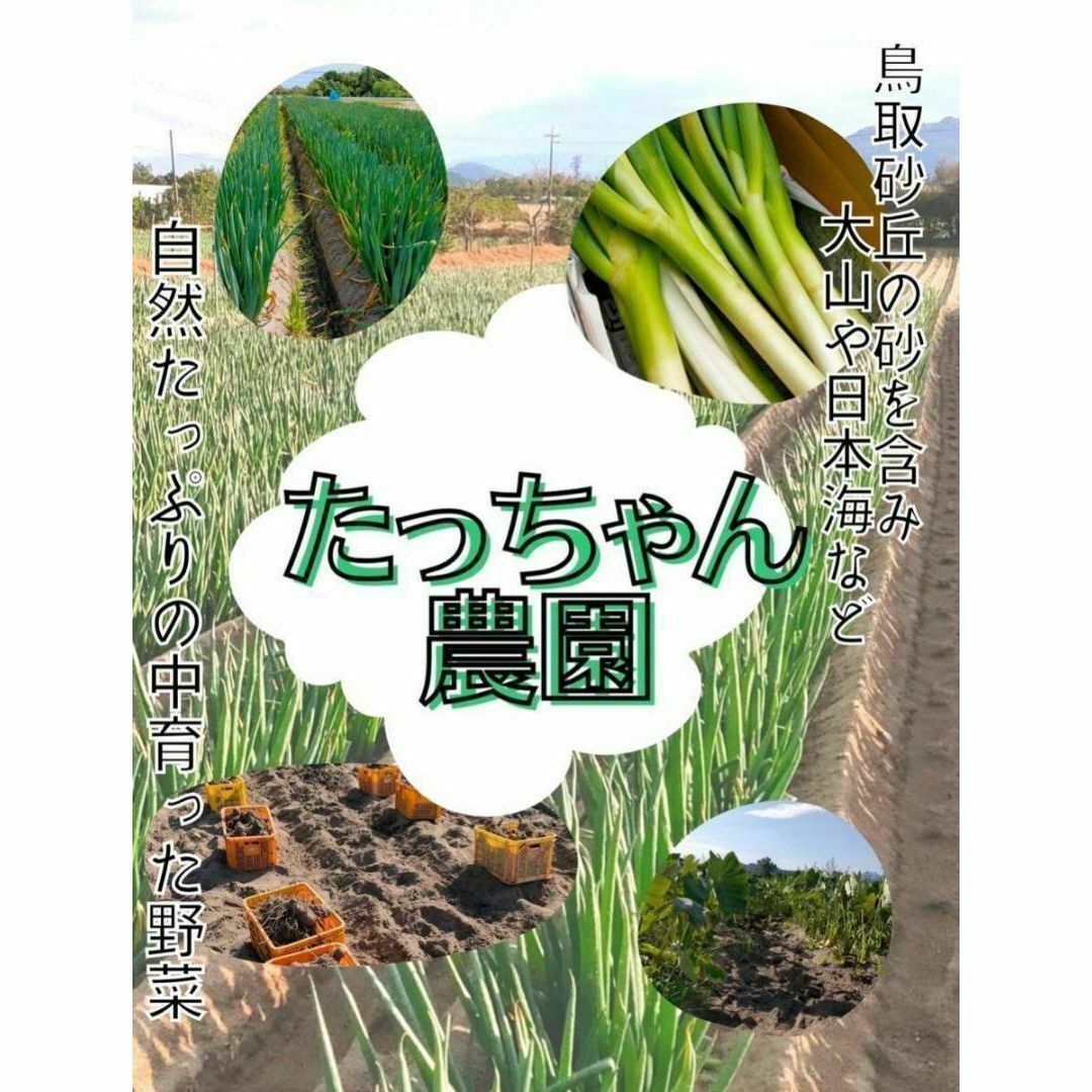 【鳥取県産】砂丘ながいも 1kg 長芋 とりたて ながいも とろろ　コンパクト 食品/飲料/酒の食品(野菜)の商品写真