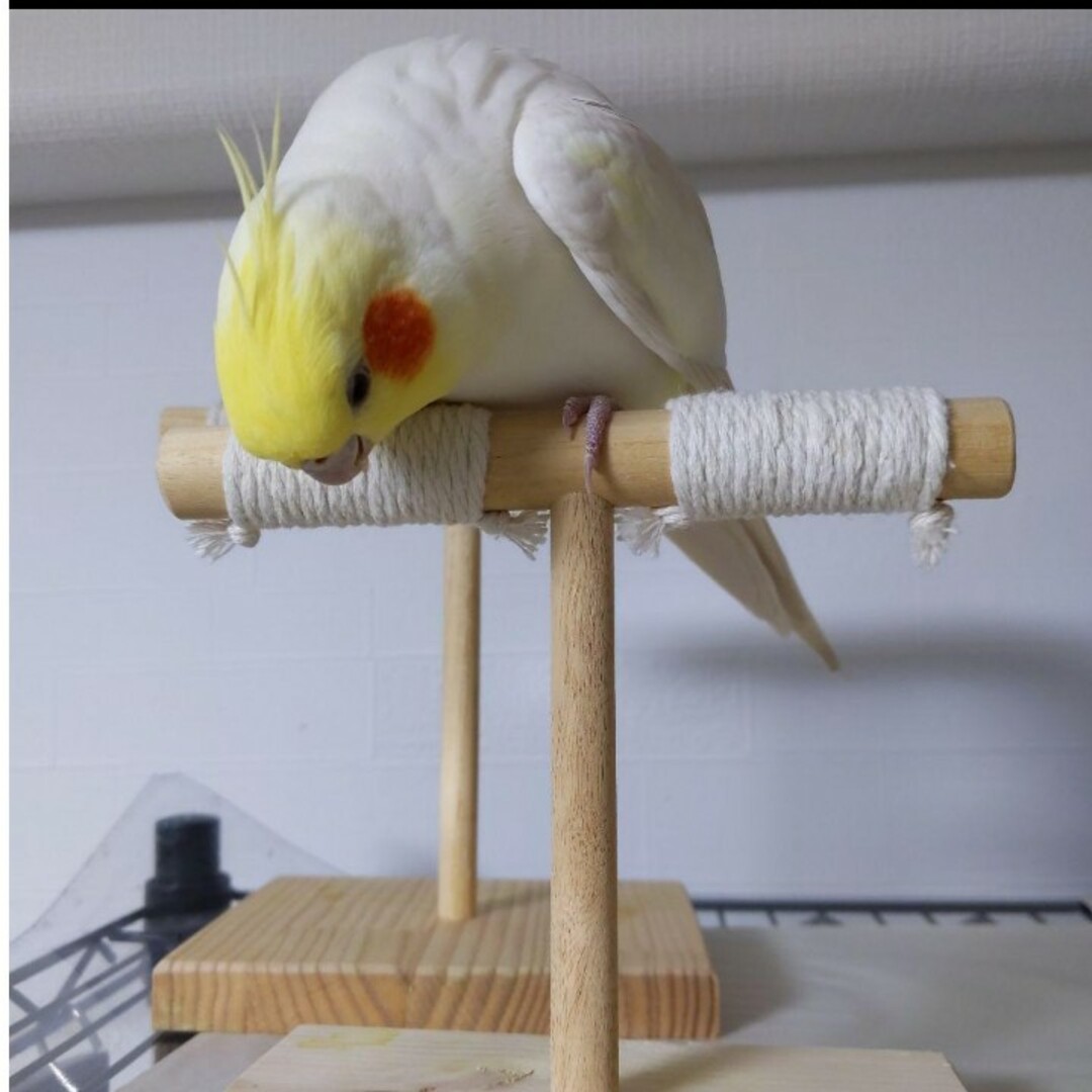 備長炭止まり木⭐️止まり木⭐️パーチ⭐️専用です⭐️ (小鳥 備長炭止まり木⭐️止まり木⭐️パーチ⭐️専用です⭐️ (小鳥