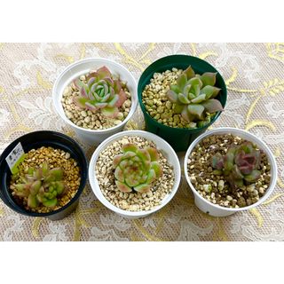 カラフル美苗★多肉植物・エケベリア５点セット♪h(その他)