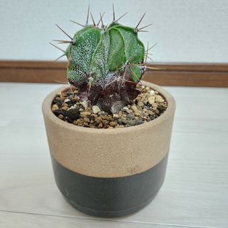 多肉植物　般若　鉢つき(その他)