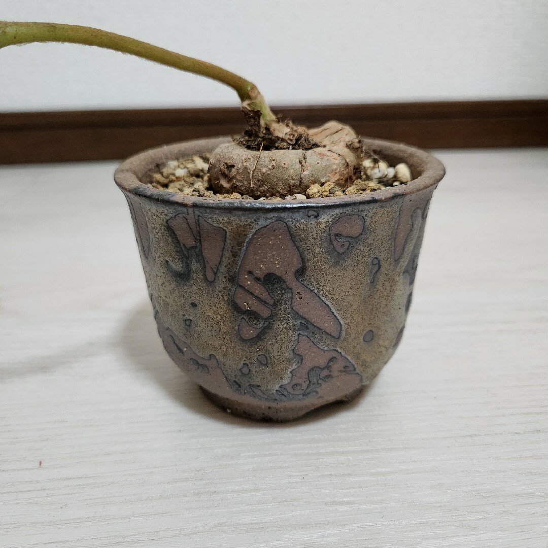 シンニンギア・フロリアノポリス　鉢つき ハンドメイドのフラワー/ガーデン(その他)の商品写真