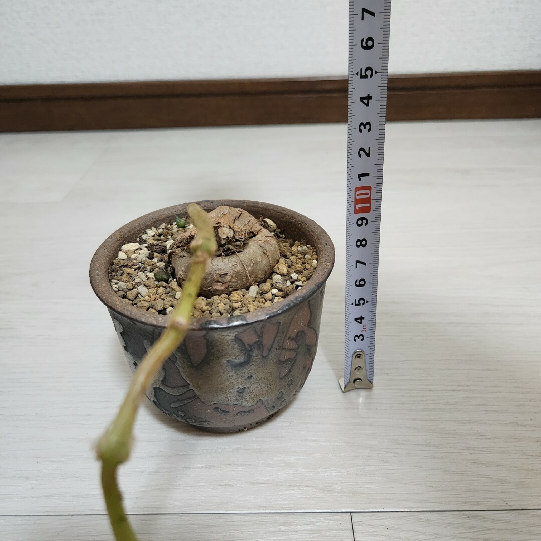 シンニンギア・フロリアノポリス　鉢つき ハンドメイドのフラワー/ガーデン(その他)の商品写真
