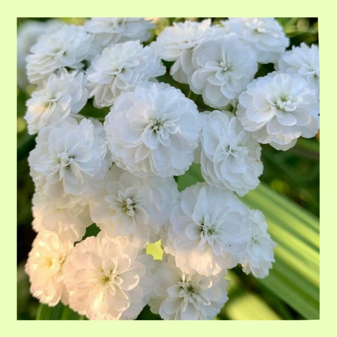 30 粒　コロンと丸い整のった多年草✦八重咲きアキレアパール✦花の種 ハンドメイドのフラワー/ガーデン(その他)の商品写真