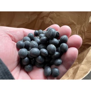 黒豆　1kg  新物！！(米/穀物)