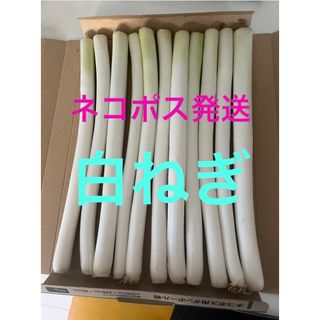 秋田県能代市産！　白ねぎ(野菜)