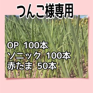 つんこ様専用(野菜)