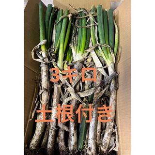 秋田県能代市産！　土根付き　たっぷり3キロ(野菜)