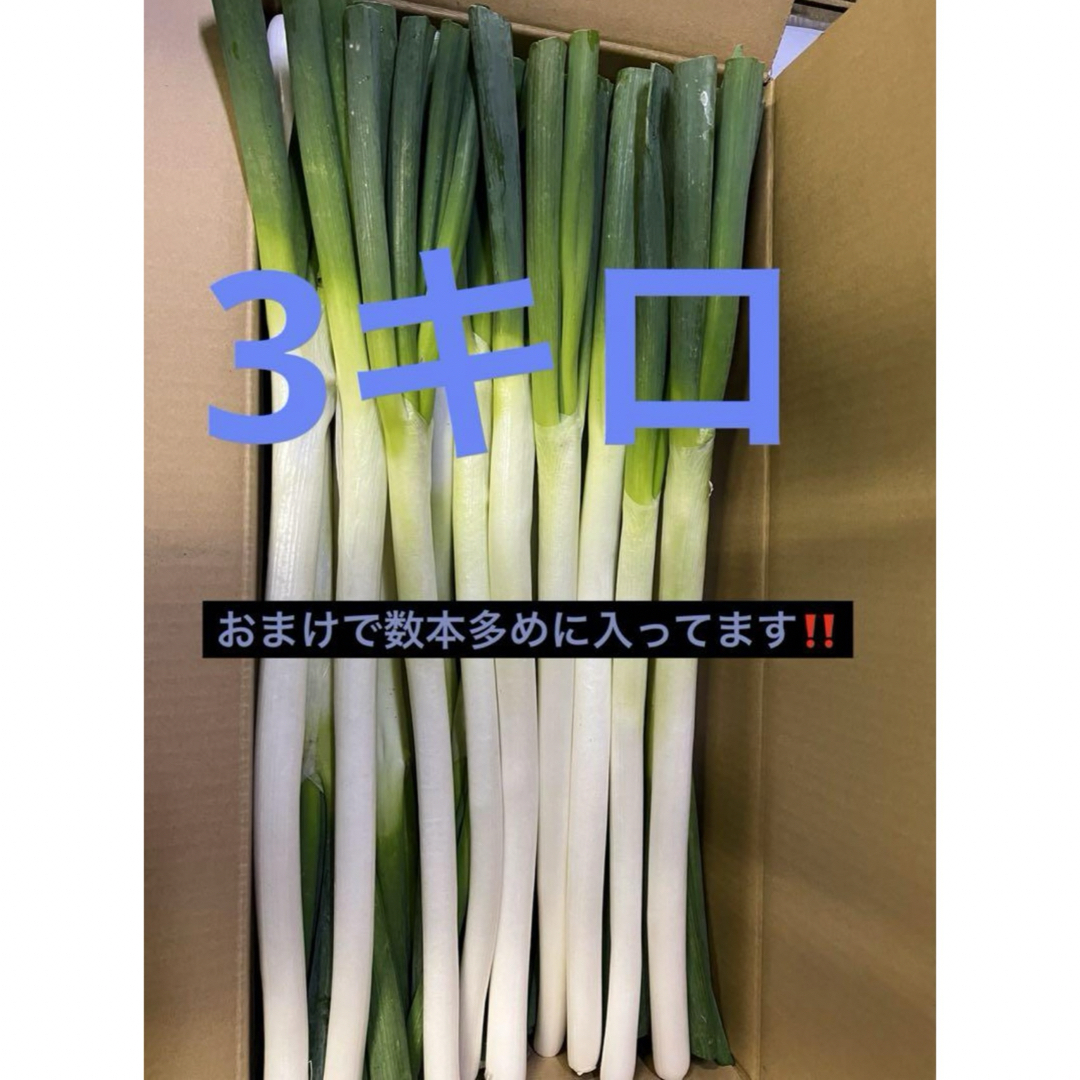 秋田県能代市産！　たっぷり3キロ  ねぎ　皮むき 食品/飲料/酒の食品(野菜)の商品写真