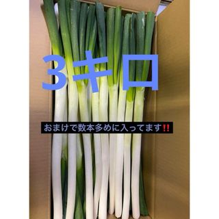 秋田県能代市産！　たっぷり3キロ  ねぎ　皮むき(野菜)