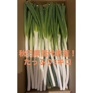 秋田県能代市産！ねぎ5キロ　約45〜50本(サイズなどで変動あり)(野菜)