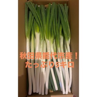 秋田県能代市産！ねぎ5キロ　約45〜50本(サイズなどで変動あり)(野菜)