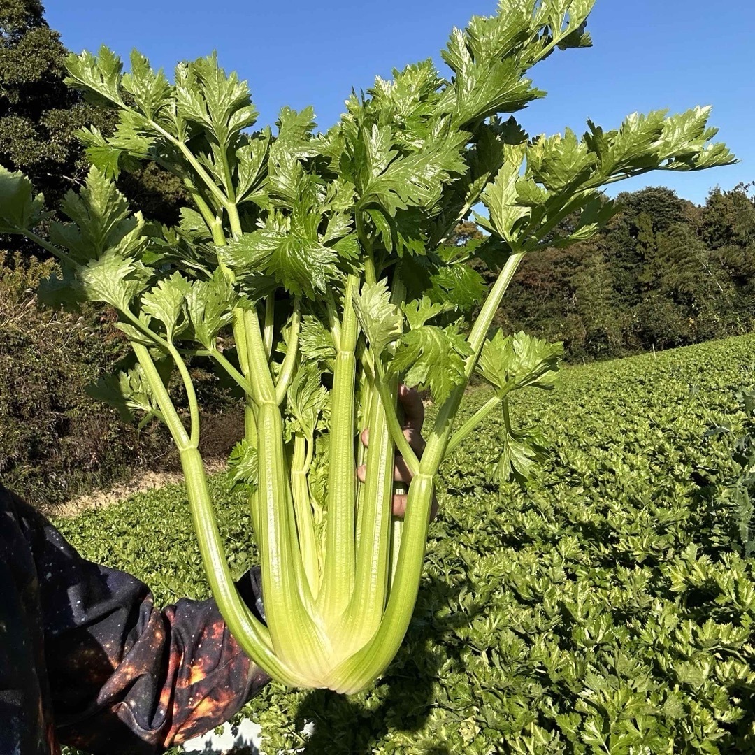 りんこ様 食品/飲料/酒の食品(野菜)の商品写真