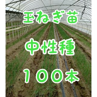 玉ねぎ苗【中生品種、O・K黄100本】(野菜)